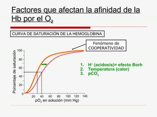 Factores que afectan la afinidad de la Hb por el O 2 Fenómeno de COOPERATIVIDAD H +  (acidosis)= efecto Borh Temperatura (calor) pCO 2 100 80 60 40 20 0 Porcentaje de saturación 20 40 60 80 100 120 140 pO 2  en solución (mm Hg) CURVA DE SATURACIÓN DE LA HEMOGLOBINA 
