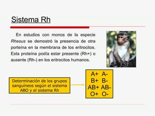 Sistema Rh A+  A- B+  B- AB+ AB- O+  O- En estudios con monos de la especie  Rhesus  se demostró la presencia de otra porteína en la membrana de los eritrocitos. Esta proteína podía estar presente (Rh+) o ausente (Rh-) en los eritrocitos humanos. Determinación de los grupos sanguíneos según el sistema ABO y el sistema Rh 