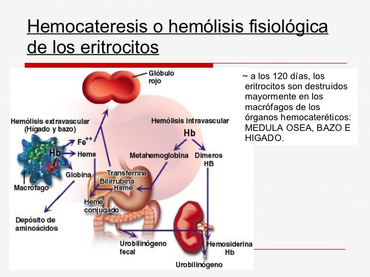 Resultado de imagen de Hemocateresis