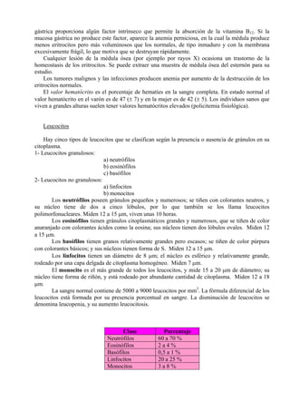 gástrica proporciona algún factor intrínseco que permite la absorción de la vitamina B12. Si la
mucosa gástrica no produce este factor, aparece la anemia perniciosa, en la cual la médula produce
menos eritrocitos pero más voluminosos que los normales, de tipo inmaduro y con la membrana
excesivamente frágil, lo que motiva que se destruyan rápidamente.
    Cualquier lesión de la médula ósea (por ejemplo por rayos X) ocasiona un trastorno de la
homeostasis de los eritrocitos. Se puede extraer una muestra de médula ósea del esternón para su
estudio.
    Los tumores malignos y las infecciones producen anemia por aumento de la destrucción de los
eritrocitos normales.
    El valor hematócrito es el porcentaje de hematíes en la sangre completa. En estado normal el
valor hematócrito en el varón es de 47 (± 7) y en la mujer es de 42 (± 5). Los individuos sanos que
viven a grandes alturas suelen tener valores hematócritos elevados (policitemia fisiológica).


   Leucocitos

    Hay cinco tipos de leucocitos que se clasifican según la presencia o ausencia de gránulos en su
citoplasma.
1- Leucocitos granulosos:
                              a) neutrófilos
                              b) eosinófilos
                              c) basófilos
2- Leucocitos no granulosos:
                              a) linfocitos
                              b) monocitos
        Los neutrófilos poseen gránulos pequeños y numerosos; se tiñen con colorantes neutros, y
su núcleo tiene de dos a cinco lóbulos, por lo que también se los llama leucocitos
polimorfonucleares. Miden 12 a 15 µm, viven unas 10 horas.
        Los eosinófilos tienen gránulos citoplasmáticos grandes y numerosos, que se tiñen de color
anaranjado con colorantes ácidos como la eosina; sus núcleos tienen dos lóbulos ovales. Miden 12
a 15 µm.
        Los basófilos tienen granos relativamente grandes pero escasos; se tiñen de color púrpura
con colorantes básicos; y sus núcleos tienen forma de S. Miden 12 a 15 µm.
        Los linfocitos tienen un diámetro de 8 µm; el núcleo es esférico y relativamente grande,
rodeado por una capa delgada de citoplasma homogéneo. Miden 7 µm.
        El monocito es el más grande de todos los leucocitos, y mide 15 a 20 µm de diámetro; su
núcleo tiene forma de riñón, y está rodeado por abundante cantidad de citoplasma. Miden 12 a 18
µm.
        La sangre normal contiene de 5000 a 9000 leucocitos por mm3. La fórmula diferencial de los
leucocitos está formada por su presencia porcentual en sangre. La disminución de leucocitos se
denomina leucopenia, y su aumento leucocitosis.



                                    Clase             Porcentaje
                              Neutrófilos           60 a 70 %
                              Eosinófilos           2a4%
                              Basófilos             0,5 a 1 %
                              Linfocitos            20 a 25 %
                              Monocitos             3a8%
 