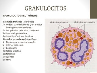 GRANULOCITOS
GRANULOCITOS NEUTRÓFILOS
Gránulos primarios (azurófilos)
 Miden: 0,5 de diámetro y un interior
homogéneo electrodenso.
 Los gránulos primarios contienen:
Enzima mieloperoxidasa.
Enzimas lisosómicas y lisozima.
Gránulos secundarios (específicos)
 Gran mayoría, menor tamaño.
 Interior mas claro.
 Contienen:
Fosfatasa alcalina
Lactoferrina
Colagenasa
Lisozima
 