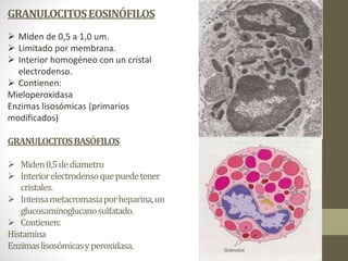 GRANULOCITOSEOSINÓFILOS
 Miden de 0,5 a 1,0 um.
 Limitado por membrana.
 Interior homogéneo con un cristal
electrodenso.
 Contienen:
Mieloperoxidasa
Enzimas lisosómicas (primarios
modificados)
GRANULOCITOSBASÓFILOS
 Miden0,5dediametro
 Interiorelectrodensoquepuedetener
cristales.
 Intensametacromasiaporheparina,un
glucosaminoglucanosulfatado.
 Contienen:
Histamina
Enzimaslisosómicasyperoxidasa.
 