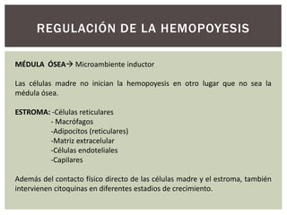 REGULACIÓN DE LA HEMOPOYESIS
MÉDULA ÓSEA Microambiente inductor
Las células madre no inician la hemopoyesis en otro lugar que no sea la
médula ósea.
ESTROMA: -Células reticulares
- Macrófagos
-Adipocitos (reticulares)
-Matriz extracelular
-Células endoteliales
-Capilares
Además del contacto físico directo de las células madre y el estroma, también
intervienen citoquinas en diferentes estadios de crecimiento.
 