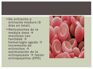 De eritrocito a
eritrocito maduro (5
días en total).
Reticulocitos de la
medula ósea 
movilizan con
facilidad 
hemorragia aguda 
incremento de
eritrocitos 
estimulación de la
eritropoyesis  factor
eritropoyetina (EPO)
 