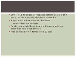  CFU – Meg da origen al megacarioblasto de 30 a 100
um, gran núcleo oval y citoplasma basófilo
 Megacariocito formador de plaquetas
 seudópodos entre capilares
 Desde megacarioblasto hasta la liberación de las
plaquetas dura unos 10 días
 Vida adicional en el torrente de 10 días
 
