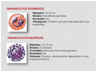 GRANULOCITOS EOSINÍFILOS:
Diámetro: 12-15 um
Núcleo: Dos lóbulos grandes.
Nucleolos: No
Citoplasma: Cubierto por grandes gránulos muy
eosinófilos
GRANULOCITOS BASÓFILOS:
Diámetro: 12-15 um
Núcleo: 2-3 lóbulos.
Cromatina: tiene grumos menos gruesos.
Nucleolos: No
Gránulos: Gruesos, densamente agrupados y muy
metacromáticos.
 