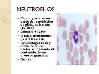 NEUTROFILOS
   Constituyen la mayor
    parte de la población
    de glóbulos blancos
    (60-70%).
   Diámetro 9-12 Mm
   Núcleo: multilobular
    ( 3 a 4 lóbulos).
   Función: fagocitosis y
    destrucción de
    bacterias mediante el
    contenido de sus
    diversos gránulos.
   Gránulos:
 