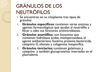 GRÁNULOS DE LOS
NEUTRÓFILOS
 Se encuentran en su citoplasma tres tipos de
  gránulos:
1. Gránulos específicos: contienen varias enzimas y
    agentes farmacológicos que ayudan al neutrófilo a
    llevar a cabo sus funciones antimicrobianas.
2. Gránulos azurófilos: son lisosomas que
    contienen hidrolasas ácidas, mieloperoxidasa, el
    agente antibacteriano lisozima, proteína bactericida,
    catepsina G, elastasa y colagenasa inespecífica.
3. Gránulos terciarios: contienen gelatinasa y
    catepsina y también glucoproteínas insertadas en el
    plasmalema.
 