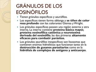 GRÁNULOS DE LOS
EOSINÓFILOS
 Tienen gránulos específicos y azurófilos.
 Los específicos tienen forma oblonga y se tiñen de color
  rosa profundo con los colorantes Giemsa y Wright.
 Los gránulos específicos poseen una región externa y otra
  interna. La interna contiene proteína básica mayor,
  proteína eosinofílica catiónica y neurotoxina
  derivada del eosinófilo, las dos primeras altamente
  eficaces para combatir parásitos.
 Los gránulos azurófilos inespecíficos son lisosomas que
  contienen enzimas hidrolíticas que funcionan tanto en la
  destrucción de gusanos parasitarios como en la
  hidrólisis de complejos de antígeno y anticuerpo.
 