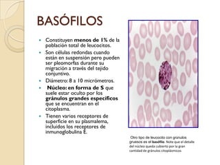 BASÓFILOS
   Constituyen menos de 1% de la
    población total de leucocitos.
   Son células redondas cuando
    están en suspensión pero pueden
    ser pleomorfas durante su
    migración a través del tejido
    conjuntivo.
   Diámetro: 8 a 10 micrómetros.
    Núcleo: en forma de S que
    suele estar oculto por los
    gránulos grandes específicos
    que se encuentran en el
    citoplasma.
   Tienen varios receptores de
    superficie en su plasmalema,
    incluidos los receptores de
    inmunoglobulina E.
                                       Otro tipo de leucocito con gránulos
                                      gruesos es el basófilo. Note que el detalle
                                      del núcleo queda cubierto por la gran
                                      cantidad de gránulos citoplásmicos
 