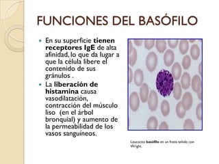 FUNCIONES DEL BASÓFILO
   En su superficie tienen
    receptores IgE de alta
    afinidad, lo que da lugar a
    que la célula libere el
    contenido de sus
    gránulos .
   La liberación de
    histamina causa
    vasodilatación,
    contracción del músculo
    liso (en el árbol
    bronquial) y aumento de
    la permeabilidad de los
    vasos sanguíneos.
                                  Leucocito basófilo en un frotis teñido con
                                  Wright.
 