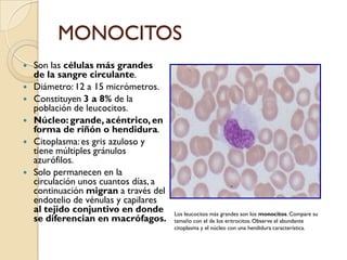MONOCITOS
   Son las células más grandes
    de la sangre circulante.
   Diámetro: 12 a 15 micrómetros.
   Constituyen 3 a 8% de la
    población de leucocitos.
   Núcleo: grande, acéntrico, en
    forma de riñón o hendidura.
   Citoplasma: es gris azuloso y
    tiene múltiples gránulos
    azurófilos.
   Solo permanecen en la
    circulación unos cuantos días, a
    continuación migran a través del
    endotelio de vénulas y capilares
    al tejido conjuntivo en donde      Los leucocitos más grandes son los monocitos. Compare su
    se diferencian en macrófagos.      tamaño con el de los eritrocitos. Observe el abundante
                                       citoplasma y el núcleo con una hendidura característica.
 