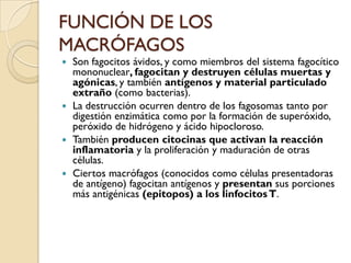 FUNCIÓN DE LOS
MACRÓFAGOS
 Son fagocitos ávidos, y como miembros del sistema fagocítico
  mononuclear, fagocitan y destruyen células muertas y
  agónicas, y también antígenos y material particulado
  extraño (como bacterias).
 La destrucción ocurren dentro de los fagosomas tanto por
  digestión enzimática como por la formación de superóxido,
  peróxido de hidrógeno y ácido hipocloroso.
 También producen citocinas que activan la reacción
  inflamatoria y la proliferación y maduración de otras
  células.
 Ciertos macrófagos (conocidos como células presentadoras
  de antígeno) fagocitan antígenos y presentan sus porciones
  más antigénicas (epitopos) a los linfocitos T.
 