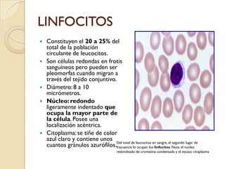LINFOCITOS
   Constituyen el 20 a 25% del
    total de la población
    circulante de leucocitos.
   Son células redondas en frotis
    sanguíneos pero pueden ser
    pleomorfas cuando migran a
    través del tejido conjuntivo.
   Diámetro: 8 a 10
    micrómetros.
   Núcleo: redondo
    ligeramente indentado que
    ocupa la mayor parte de
    la célula. Posee una
    localización acéntrica.
   Citoplasma: se tiñe de color
    azul claro y contiene unos Del total de leucocitos en sangre, el segundo lugar de
    cuantos gránulos azurófilos.frecuencia lo ocupan los linfocitos. Note el núcleo
                                         redondeado de cromatina condensada y el escaso citoplasma
 
