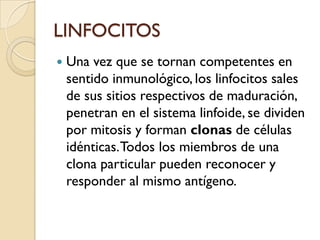 LINFOCITOS
   Una vez que se tornan competentes en
    sentido inmunológico, los linfocitos sales
    de sus sitios respectivos de maduración,
    penetran en el sistema linfoide, se dividen
    por mitosis y forman clonas de células
    idénticas. Todos los miembros de una
    clona particular pueden reconocer y
    responder al mismo antígeno.
 
