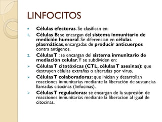 LINFOCITOS
    Células efectoras. Se clasifican en:
1.   Células B: se encargan del sistema inmunitario de
     medición humoral. Se diferencian en células
     plasmáticas, encargadas de producir anticuerpos
     contra antígenos.
2.   Células T : se encargan del sistema inmunitario de
     mediación celular. Y se subdividen en:
    Células T citotóxicas (CTL, células T asesinas): que
     destruyen células extrañas o alteradas por virus.
    Células T colaboradoras: que inician y desarrollan
     reacciones inmunitarias mediante la liberación de sustancias
     llamadas citocinas (linfocinas).
    Células T reguladoras: se encargan de la supresión de
     reacciones inmunitarias mediante la liberacion al igual de
     citocinas.
 