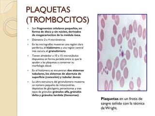 PLAQUETAS
(TROMBOCITOS)
   Son fragmentos celulares pequeños, en
    forma de disco y sin núcleo, derivados
    de megacariocitos de la médula ósea.
   Diámetro: 2 a 4 micrómetros.
   En las micrografías muestran una región clara
    periférica, el hialómero y una región central
    más oscura, el granulómero.
   Tienen alrededor a 10 a 15 microtúbulos
    dispuestos en forma paralela entre sí, que le
    ayudan a las plaquetas a conservar su
    morfología discal.
   En el hialómero se encuentran dos sistemas
    tubulares, los sistemas de abertuta de
    superficie (conexión) y tubular denso.
   La ultra estructura del gtranulómero muestrta
    un número pequeño de mitocondrias,
    depósitos de glucógeno, peroxisomas y tres
    tipos de gránulos: gránulos alfa, gránulos
    delta y gránulos lambda (lisosomas).
                                                    Plaquetas en un frotis de
                                                    sangre teñido con la técnica
                                                    de Wright.
 