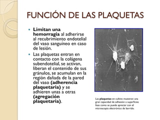FUNCIÓN DE LAS PLAQUETAS
 Limitan una
  hemorragia al adherirse
  al recubrimiento endotelial
  del vaso sanguíneo en caso
  de lesión.
 Las plaquetas entran en
  contacto con la colágena
  subendotelial, se activan,
  liberan el contenido de sus
  gránulos, se acumulan en la
  región dañada de la pared
  del vaso (adherencia
  plaquetaria) y se
  adhieren unas a otras
  (agregación                   Las plaquetas en cultivo muestran una
  plaquetaria).                 gran capacidad de adhesión a superficies
                                lisas como se puede apreciar con el
                                microscopio electrónico de barrido.
 