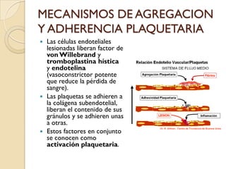 MECANISMOS DE AGREGACION
Y ADHERENCIA PLAQUETARIA
 Las células endoteliales
  lesionadas liberan factor de
  von Willebrand y
  tromboplastina hística
  y endotelina
  (vasoconstrictor potente
  que reduce la pérdida de
  sangre).
 Las plaquetas se adhieren a
  la colágena subendotelial,
  liberan el contenido de sus
  gránulos y se adhieren unas
  a otras.
 Estos factores en conjunto
  se conocen como
  activación plaquetaria.
 