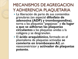 MECANISMOS DE AGREGACION
Y ADHERENCIA PLAQUETARIA
 La liberación de parte de sus contenidos
  granulares (en especial difosfato de
  adenosina (ADP) y trombospondina),
  torna a las plaquetas “pegajosas” y da lugar
  a que se adhieran las plaquetas
  circulantes a las plaquetas unidas a la
  colágena y se desgranulen.
 El ácido araquidónico, formado en el
  plasmalema de plaquetas activadas se
  convierte en tromboxano A2, un
  vasoconstrictor y activador de plaquetas
  potente.
 