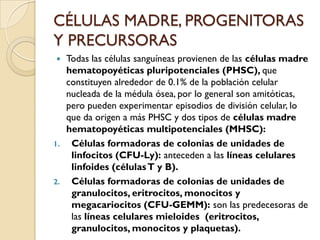CÉLULAS MADRE, PROGENITORAS
Y PRECURSORAS
  Todas las células sanguíneas provienen de las células madre
   hematopoyéticas pluripotenciales (PHSC), que
   constituyen alrededor de 0.1% de la población celular
   nucleada de la médula ósea, por lo general son amitóticas,
   pero pueden experimentar episodios de división celular, lo
   que da origen a más PHSC y dos tipos de células madre
   hematopoyéticas multipotenciales (MHSC):
1. Células formadoras de colonias de unidades de
    linfocitos (CFU-Ly): anteceden a las líneas celulares
    linfoides (células T y B).
2. Células formadoras de colonias de unidades de
    granulocitos, eritrocitos, monocitos y
    megacariocitos (CFU-GEMM): son las predecesoras de
    las líneas celulares mieloides (eritrocitos,
    granulocitos, monocitos y plaquetas).
 