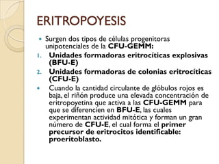 ERITROPOYESIS
  Surgen dos tipos de células progenitoras
   unipotenciales de la CFU-GEMM:
1. Unidades formadoras eritrocíticas explosivas
    (BFU-E)
2. Unidades formadoras de colonias eritrocíticas
    (CFU-E)
 Cuando la cantidad circulante de glóbulos rojos es
    baja, el riñón produce una elevada concentración de
    eritropoyetina que activa a las CFU-GEMM para
    que se diferencien en BFU-E, las cuales
    experimentan actividad mitótica y forman un gran
    número de CFU-E, el cual forma el primer
    precursor de eritrocitos identificable:
    proeritoblasto.
 