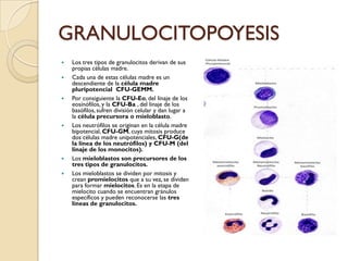 GRANULOCITOPOYESIS
   Los tres tipos de granulocitos derivan de sus
    propias células madre.
   Cada una de estas células madre es un
    descendiente de la célula madre
    pluripotencial CFU-GEMM.
   Por consiguiente la CFU-Eo, del linaje de los
    eosinófilos, y la CFU-Ba , del linaje de los
    basófilos, sufren división celular y dan lugar a
    la célula precursora o mieloblasto.
   Los neutrófilos se originan en la célula madre
    bipotencial, CFU-GM, cuya mitosis produce
    dos células madre unipotenciales, CFU-G(de
    la línea de los neutrófilos) y CFU-M (del
    linaje de los monocitos).
   Los mieloblastos son precursores de los
    tres tipos de granulocitos.
   Los mieloblastos se dividen por mitosis y
    crean promielocitos que a su vez, se dividen
    para formar mielocitos. Es en la etapa de
    mielocito cuando se encuentran gránulos
    específicos y pueden reconocerse las tres
    líneas de granulocitos.
 