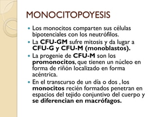 MONOCITOPOYESIS
 Los monocitos comparten sus células
  bipotenciales con los neutrófilos.
 La CFU-GM sufre mitosis y da lugar a
  CFU-G y CFU-M (monoblastos).
 La progenie de CFU-M son los
  promonocitos, que tienen un núcleo en
  forma de riñón localizado en forma
  acéntrica.
 En el transcurso de un día o dos , los
  monocitos recién formados penetran en
  espacios del tejido conjuntivo del cuerpo y
  se diferencian en macrófagos.
 