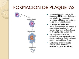 FORMACIÓN DE PLAQUETAS
             El progenitor unipotencial de
              plaquetas, CFU-Meg, da lugar a
              una célula muy grande, el
              megacarioblasto, cuyo núcleo
              único tiene varios lóbulos.
             El megacarioblasto se
              someten a endomitosis, en la cual
              no se divide la célula, sino se
              torna más grande y el núcleo se
              vuelve poliploide, hasta 64N.
             Los megacarioblastos se
              diferencian en megacariocitos,
              que son células grandes, cada una
              con un núcleo lóbulo único.
             Cada megacariocito puede
              formar varios miles de
              plaquetas ( trombocitos).
 