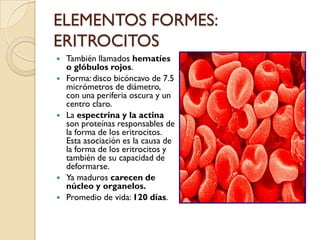 ELEMENTOS FORMES:
ERITROCITOS
   También llamados hematíes
    o glóbulos rojos.
   Forma: disco bicóncavo de 7.5
    micrómetros de diámetro,
    con una periferia oscura y un
    centro claro.
   La espectrina y la actina
    son proteínas responsables de
    la forma de los eritrocitos.
    Esta asociación es la causa de
    la forma de los eritrocitos y
    también de su capacidad de
    deformarse.
   Ya maduros carecen de
    núcleo y organelos.
   Promedio de vida: 120 días.
 