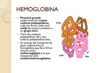 HEMOGLOBINA
   Proteína grande
    conformada con cuatro
    cadenas polipeptídicas,
    cada una de las cuales está
    unida de manera covalente a
    un grupo hem.
   Tiene dos cadenas
    polipeptídicas alfa y dos
    cadenas polipeptídicas beta.
   Se encarga del transporte de
    gases respiratorios, la
    hemoglobina que lleva O2 se
    conoce como
    oxihemoglobina y la que
    transporta CO2
    carbaminohemoglobina.
 