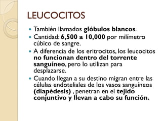 LEUCOCITOS
 También llamados glóbulos blancos.
 Cantidad: 6,500 a 10,000 por milímetro
  cúbico de sangre.
 A diferencia de los eritrocitos, los leucocitos
  no funcionan dentro del torrente
  sanguíneo, pero lo utilizan para
  desplazarse.
 Cuando llegan a su destino migran entre las
  células endoteliales de los vasos sanguíneos
  (diapédesis) , penetran en el tejido
  conjuntivo y llevan a cabo su función.
 