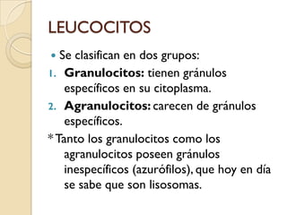 LEUCOCITOS
  Se clasifican en dos grupos:
1. Granulocitos: tienen gránulos
    específicos en su citoplasma.
2. Agranulocitos: carecen de gránulos
    específicos.
* Tanto los granulocitos como los
    agranulocitos poseen gránulos
    inespecíficos (azurófilos), que hoy en día
    se sabe que son lisosomas.
 