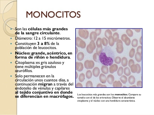 Que Son Los Monocitos En La Sangre es.slideshare.net