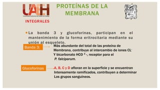 Sangre y sus componentes (Eritrocitos, Leucocitos, y plaquetas ...