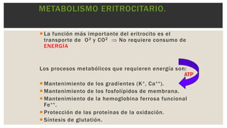 Sangre y sus componentes (Eritrocitos, Leucocitos, y plaquetas ...
