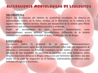 NEUTROPENIA
Indica una disminución del número de neutrófilos circulantes. Se observa en
enfermedades virales, en la fiebre tifoidea, en la brucelosis, en la malaria y en
algunos estados sépticos severos. Ocurre por incapacidad de la médula para liberar
neutrófilos o por utilización periférica excesiva y acelerada.
Puede ser acompañante de otros trastornos hematológicos como
hiperesplenismo, anemia aplásica, agranulocitosis, infiltración de la médula
(mieloptisis) o resultante de toxicidad medular, irradiación, uso de drogas.
EOSINOFILIA
Usualmente indica la presencia de un proceso inmunopatológico
activo, particularmente algún tipo de hipersensibilidad sobre todo con deposición de
antígenos y anticuerpos en forma de complejos en los tejidos o bien reacciones
alérgicos de tipo inmediato. Se encuentra en pacientes con asma bronquial, rinitis
alérgica reacciones alérgicas a drogas, infecciones por helmintos que tienen una fase
tisular en su ciclo de migración en el humano, enfermedades neoplásicas como
linfomas (Hodgkin) y leucemias.
 