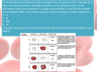 Es un método para clasificar el tipo de sangre tiene una persona. Éste depende de si
hay o no ciertas proteínas, llamadas antígenos, en los glóbulos rojos o si hay
anticuerpos para estas sustancias. La sangre generalmente se clasifica de acuerdo
con el sistema ABO. Este método separa los tipos de sangre en cuatro categorías:
 A
 B
 AB
 O
El grupo sanguíneo de una persona también depende de lo que ha heredado de sus
padres.
 