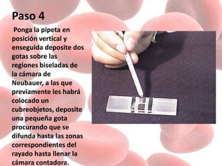 Paso 4
Ponga la pipeta en
posición vertical y
enseguida deposite dos
gotas sobre las
regiones biseladas de
la cámara de
Neubauer, a las que
previamente les habrá
colocado un
cubreobjetos, deposite
una pequeña gota
procurando que se
difunda hasta las zonas
correspondientes del
rayado hasta llenar la
cámara contadora.
 
