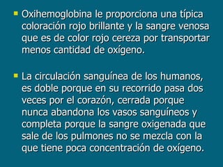 Oxihemoglobina le proporciona una típica coloración rojo brillante y la sangre venosa que es de color rojo cereza por transportar menos cantidad de oxígeno. La circulación sanguínea de los humanos, es doble porque en su recorrido pasa dos veces por el corazón, cerrada porque nunca abandona los vasos sanguíneos y completa porque la sangre oxigenada que sale de los pulmones no se mezcla con la que tiene poca concentración de oxígeno. 