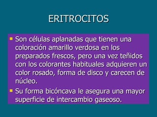 ERITROCITOS Son células aplanadas que tienen una coloración amarillo verdosa en los preparados frescos, pero una vez teñidos con los colorantes habituales adquieren un color rosado, forma de disco y carecen de núcleo.  Su forma bicóncava le asegura una mayor superficie de intercambio gaseoso.  