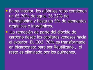 En su interior, los glóbulos rojos contienen un 65-70% de agua, 26-32% de hemoglobina y hasta un 5% de elementos orgánicos e inorgánicos.  -La remoción de parte del dióxido de carbono desde los capilares venosos hacia el exterior. EL CO2  70% es transformado en bicarbonato para ser Reutilizado ,  el resto es eliminado por los pulmones. 