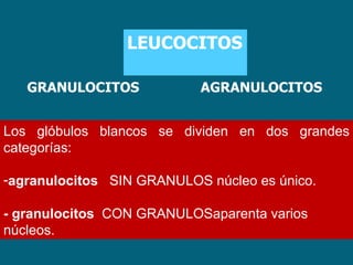 LEUCOCITOS GRANULOCI TO S AGRANULOCITOS Los glóbulos blancos se dividen en dos grandes categorías:  agranulocitos   SIN GRANULOS núcleo es único. - granulocitos   CON GRANULOSaparenta varios núcleos.  