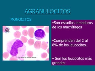 AGRANULOCITOS MONOCITOS Son estadios inmaduros de los macrófagos  Comprenden del 2 al 8% de los leucocitos. Son los leucocitos más grandes  