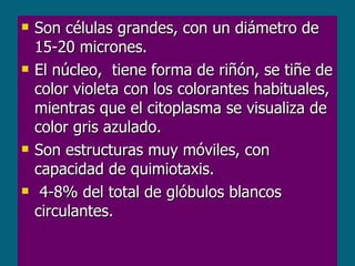 Son células grandes, con un diámetro de 15-20 micrones.  El núcleo,  tiene forma de riñón, se tiñe de color violeta con los colorantes habituales, mientras que el citoplasma se visualiza de color gris azulado.  Son estructuras muy móviles, con capacidad de quimiotaxis.  4-8% del total de glóbulos blancos circulantes.  
