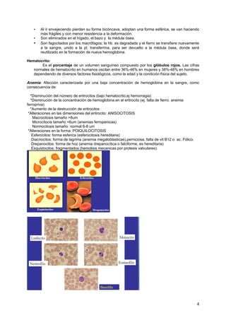 •   Al ir envejeciendo pierden su forma bicóncava, adoptan una forma esférica, se van haciendo
        más frágiles y con menor resistencia a la deformación.
    •   Son eliminados en el hígado, el bazo y la médula ósea.
    •   Son fagocitados por los macrófagos; la hb. es degradada y el fierro se transfiere nuevamente
        a la sangre, unido a la pt. transferrina, para ser devuelto a la médula ósea, donde será
        reutilizado en la formación de nueva hemoglobina.

Hematocrito:
       Es el porcentaje de un volumen sanguíneo compuesto por los glóbulos rojos. Las cifras
   normales de hematocrito en humanos oscilan entre 36%-46% en mujeres y 38%-48% en hombres
   dependiendo de diversos factores fisiológicos, como la edad y la condición física del sujeto.

Anemia: Afección caracterizada por una baja concentración de hemoglobina en la sangre, como
consecuencia de:

  *Disminución del número de eritrocitos (bajo hematocrito,ej hemorragia)
  *Disminución de la concentración de hemoglobina en el eritrocito (ej. falta de fierro. anemia
ferropriva)
  *Aumento de la destrucción de eritrocitos
 *Alteraciones en las dimensiones del eritrocito: ANISOCITOSIS
    Macrocitosis tamaño >8um
    Microcitocis tamaño <6um (anemias ferropenicas)
    Normocitosis tamaño normal 6-8 um
 *Alteraciones en la forma: POIQUILOCITOSIS
   Esferocitos: forma esferica (esferocitosis hereditaria)
   Diacriocitos: forma de lagrima (anemia megaloblasticas),perniciosa, falta de vit B12 o ac. Fólico.
   Drepanocitos: forma de hoz (anemia drepanocítica o falciforme, es hereditaria)
   Esquistocitos: fragmentados (hemolisis mecanicas por protesis valvulares).




                                                                                                        4
 