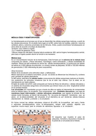 MÉDULA ÓSEA Y HEMATOPOYESIS

La hematopoyesis es el proceso por el que se desarrollan las células sanguíneas maduras, a partir de
las células precursoras. En el adulto tiene lugar en la MO, sobre todo de costillas, esternón, columna
vertebral, pelvis y extremos proximales de los fémures. Antes, puede encontrarse hematopoyesis en
otros sitios de acuerdo a la etapa de desarrollo:
*Embrión: saco vitelino e hígado
*3 a 7 meses de gestación: bazo
*Últimos meses de vida fetal y durante toda la existencia: MO, será el órgano hematopoyetico central,
pero bazo e hígado pueden asumir la función si es necesario.

Médula ósea
Es un microambiente inductor de la hemopoyesis. Está formado por el estroma de la médula ósea
compuesto por células y fibras reticulares, macrófagos, matriz extracelular, y células endoteliales de
capilares. Dentro de este ambiente se ubican las células hematopoyéticas. La producción de células
se estima en 2.500 millones de eritrocitos, un número similar de plaquetas, 50.000 a 100.000 millones
de granulocitos (1.000 millones/kg de peso corporal/día).

Otras funciones:
Retirar de la circulación a los eritrocitos viejos y defectuosos.
Misión esencial en el sistema inmunitario, ya que es donde se diferencian los linfocitos B y contiene
gran cantidad de células plasmáticas.
La MO activa, está llena de células madre y precursores de células sanguíneas maduras en división,
con predominio de eritrocitos inmaduros que le da el color rojo intenso. Con la edad, se va
reemplazando por tejido adiposo.
El tejido de sostén de la M.O. está compuesto por trama de fibras de reticulina y células reticulares y
un sistema de sinusoides sanguíneos comunicantes que drenan hacia una vena longitudinal central
en la cavidad medular.
Los sinusoides son importantes ya que a través de ellos se realiza el intercambio de componentes
entre la médula ósea y la circulación. Sus componentes son : Endotelio discontinuo, una capa de
membrana basal interrumpida y células reticulares adventicias, que regulan la entrada de las
células recién formadas, al interior del sinusoide. Por los poros de migración transitorios , que se
abren, en la célula endotelial, del sinusoide (4 um diametro), es por donde las células maduras
abandonarán la médula y entrarán a la circulación.

En forma normal las células reticulares cubren el 40 a 60% de la superficie del vaso y frente
a estímulos hematopoyeticos como la eritropoyetina, retraen esta cubierta, dejando una
superficie mucho mayor para la entrada de elementos figurados a la circulación .




                                                         El esquema que muestra el paso de
                                                         plaquetas, hematíes y leucocitos a través de
                                                         la pared de un sinusoide de la médula.




                                                                                                     8
 