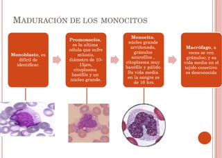 sangre y hematopoyesis trabajo de histologia | PPTX