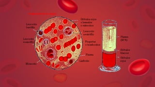 GENERALIDADES
La sangre como variedad del TC.
Está contenida y circula en un sistema cerrado. Posee
sustancia intercelular...