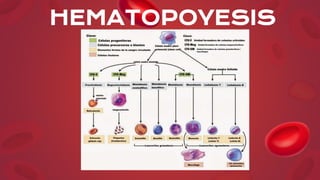 ETA
P
AHEP
A
TOESPLÉNICA
6tasemana: Aparecen focos
hematopoyéticosen el hígado
Eritrocitosdefinitivos
Producenmegacariocit...